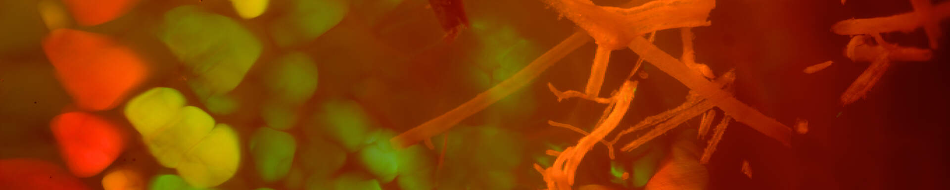 Inclusions of fossil plant debris in opal from Wollo, Ethiopia