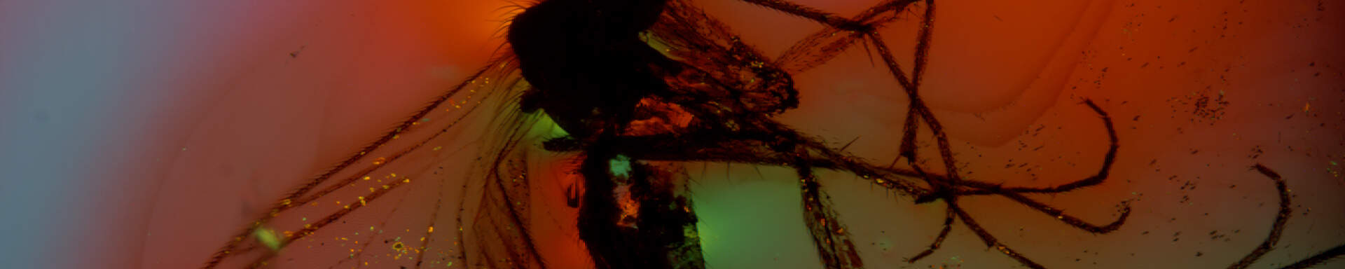 Midge included in amber from the Baltic coast, polarised light