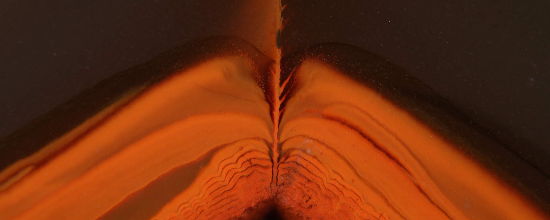 «Red fox agate» from Patagonia, Argentina