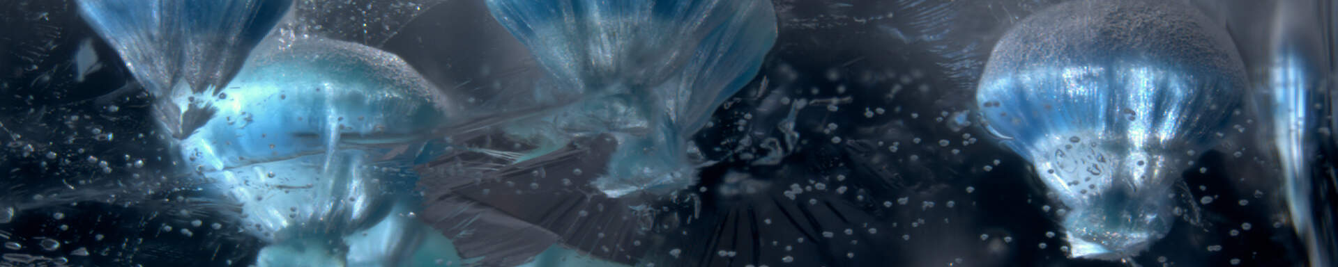 Inclusions of gilalite aggregates in rock crystal from Brazil